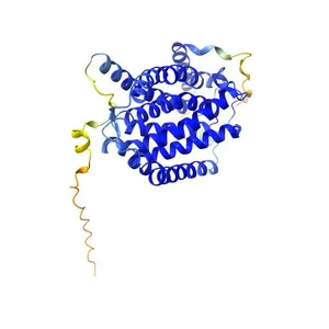 Ceramide synthase 1