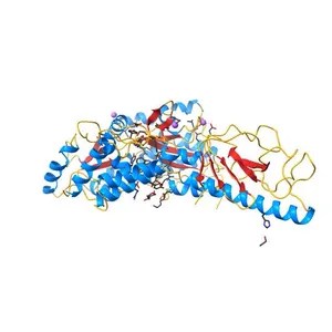 High-resolution crystal structure of the minor DNA-binding pilin ComP from Neisseria meningitidis in fusion with MBP