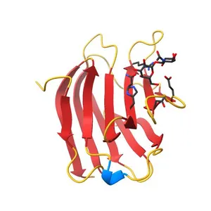 Crystal Structure of Human Galectin-3 CRD in Complex with Type 1 N-acetyllactosamine