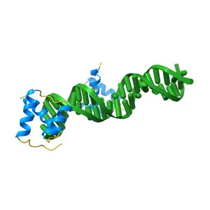 ENGRAILED HOMEODOMAIN Q50A VARIANT DNA COMPLEX