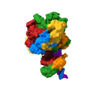 AfsR(T337A) transcription activation complex
