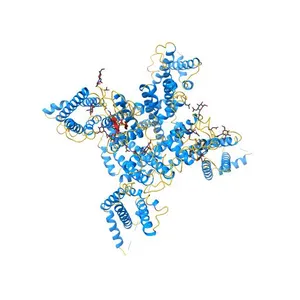 voltage-gated sodium channel Nav1.5-E1784K