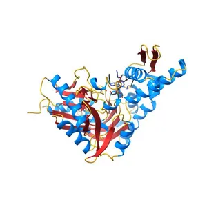 Crystal structure of human GRP78 in complex with (2R,3R,4S,5R)-2-(6-amino-8-((2-chlorobenzyl)amino)-9H-purin-9-yl)-5-(hydroxymethyl)tetrahydrofuran-3,4-diol