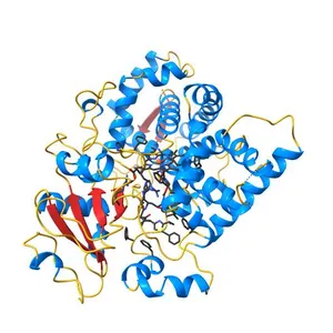 Human Cytochrome P450 3A5 (CYP3A5)