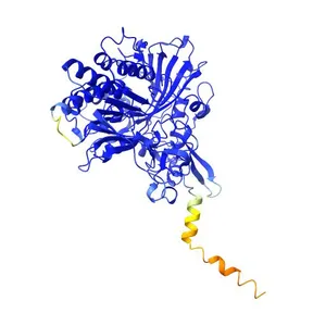 Electron transfer flavoprotein-ubiquinone oxidoreductase