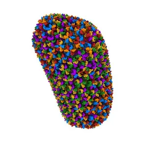 Atomic-level structure of the entire HIV-1 capsid