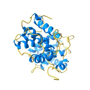 Crystal Structure of Human Cyclin B1