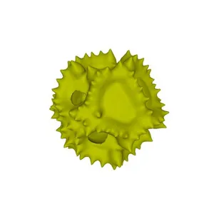 Hawkweed oxtongue (Picris hieracioides) pollen grain