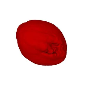 Blackberry (Rubus fruticosus) pollen grain