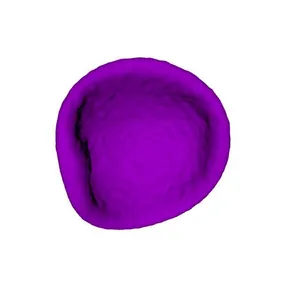 Rye (Secale cereale) pollen grain: shrunken