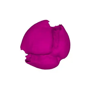 Early dog-violet (Viola reichenbachiana) pollen grain