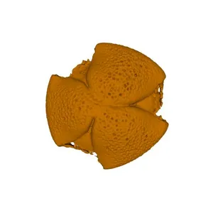 Water figwort (Scrophularia aquatica) pollen grain