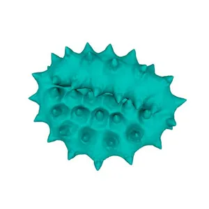 Oxford ragwort (Senecio squalidus) pollen grain: shrunken