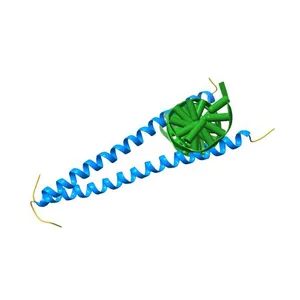 THE GCN4 BASIC REGION LEUCINE ZIPPER BINDS DNA AS A DIMER OF UNINTERRUPTED ALPHA HELICES: CRYSTAL STRUCTURE OF THE PROTEIN-DNA COMPLEX
