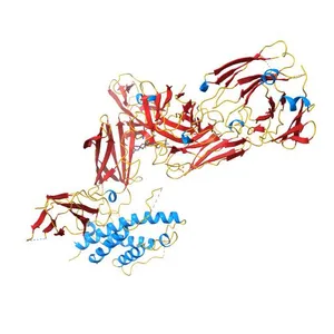 Structure of Interleukin 23 in complex with Briakinumab FAb