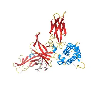 human Interleukin-23
