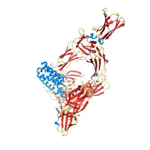 Cryo-EM structure of a pre-dimerized human IL-23 complete extracellular signaling complex.