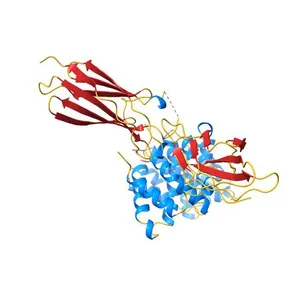 1:1 COMPLEX BETWEEN AN INTERFERON GAMMA SINGLE-CHAIN VARIANT AND ITS RECEPTOR