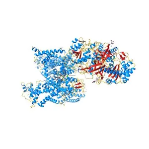 Cryo-EM structure of human high-voltage activated L-type calcium channel CaV1.2 in complex with benidipine (BEN)