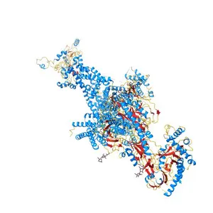 Human L-type voltage-gated calcium channel Cav1.2 in the presence of calciseptine at 3.2 Angstrom resolution