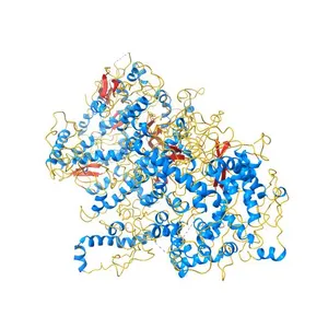 Crystal structure of human mitochondrial DNA polymerase holoenzyme
