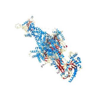 Human L-type voltage-gated calcium channel Cav1.2 in the presence of calciseptine, amlodipine and pinaverium at 2.9 Angstrom resolution