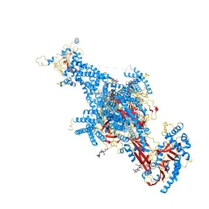 Human L-type voltage-gated calcium channel Cav1.2 (Class I) in the presence of pinaverium at 3.0 Angstrom resolution