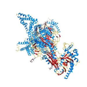 Human L-type voltage-gated calcium channel Cav1.2 (Class II) in the presence of pinaverium at 3.2 Angstrom resolution