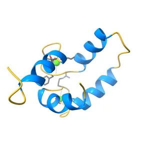 NMR structure of the C-domain of troponin C bound to the anchoring region of troponin I