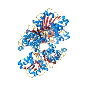 The structure of human cardiac F-actin