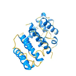 Mutations in the Calponin homology domain of Alpha-Actinin-2 affect Actin binding and incorporation in muscle.