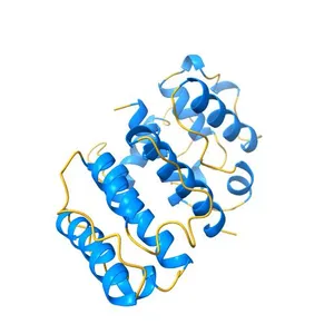 Mutations in the Calponin homology domain of Alpha-Actinin-2 affect Actin binding and incorporation in muscle.