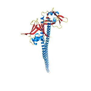 Crystal Structure of the coiled-coil surrounding Skip 3 of MYH7