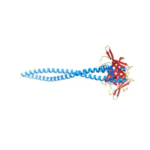 Crystal Structure of Amino Acids 1631-1692 of MYH7