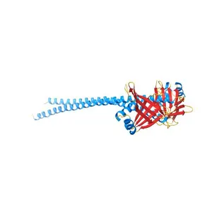 Crystal Structure of Amino Acids 1562-1622 of MYH7