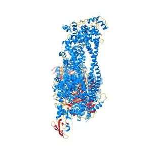 Beta-cardiac myosin interacting heads motif complexed to mavacamten