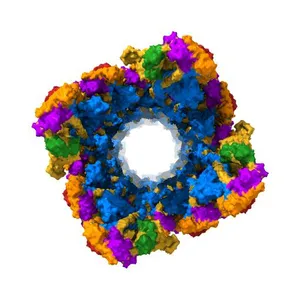 Tarantula heavy meromyosin obtained by flexible docking to Tarantula muscle thick filament Cryo-EM 3D-MAP