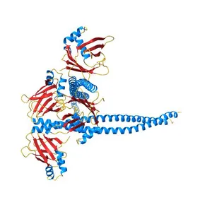Crystal Structure of Amino Acids 1677-1758 of Human Beta Cardiac Myosin Fused to Xrcc4