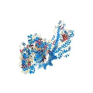 Helical reconstruction of the human cardiac actin-tropomyosin-myosin complex in the rigor form