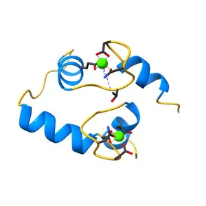 The structure and function of a novel two-site calcium-binding fragment of calmodulin