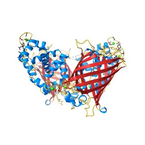 Calcium-saturated GCaMP2 dimer