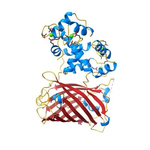 Calcium-saturated GCaMP2 T116V/K378W mutant monomer