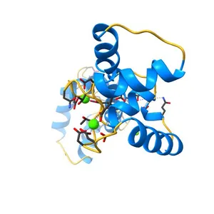 PEGylated Calmodulin-1 (K148U)