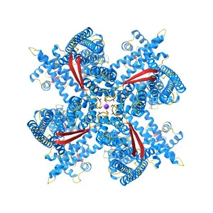 Cryo-EM structure of KCa2.2/calmodulin channel in complex with NS309