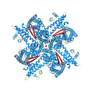 Cryo-EM structure of KCa2.2_II/calmodulin channel in complex with rimtuzalcap