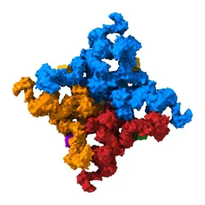 Structure of RyR2 (P/L-Ca2+/Ca2+-CaM dataset)