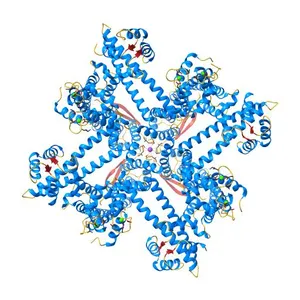 Cryo-EM structure of the KCa2.2 channel in apo state