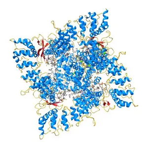 Structure of human full-length ancestral TRPV6 channel in Calmodulin-bound state