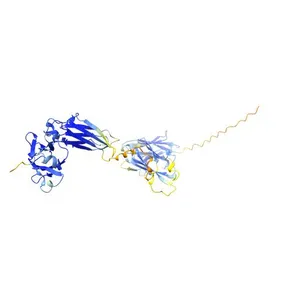 MAb 44B1 heavy chain