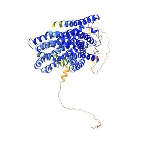 Multidrug and toxin extrusion protein 1